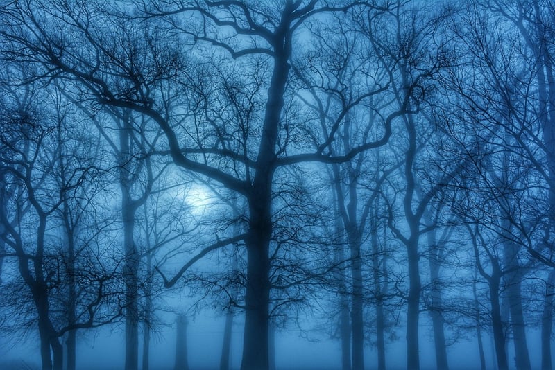 Mystical Grove
