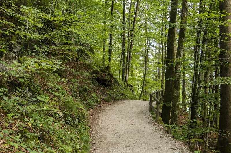 Secret Forests