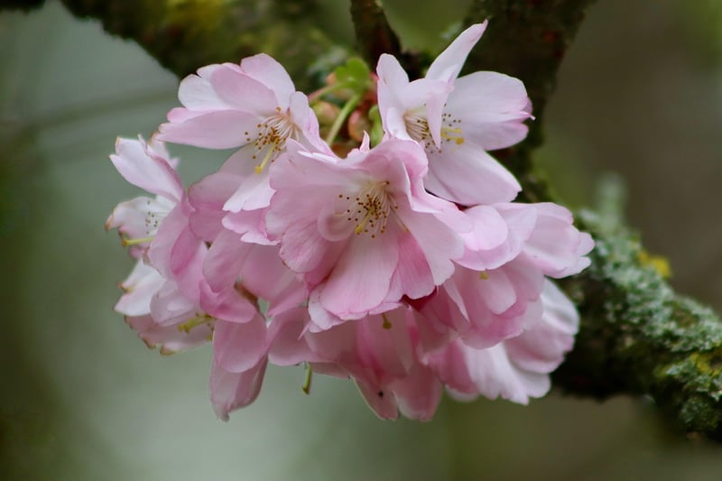 Cherry Blossoms Japan