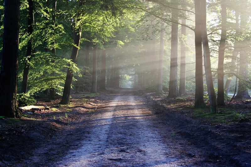 Secret Forest Path